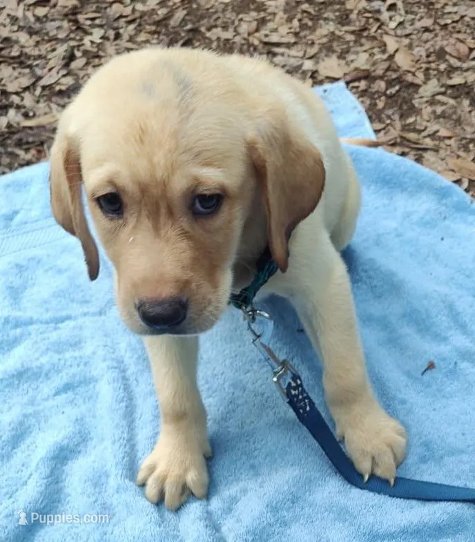 Keith – Labrador Retriever puppy for sale in Summerfield, FL