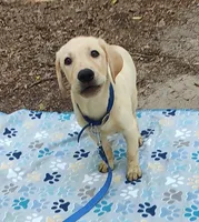RIVER, a male Labrador Retriever for sale in Summerfield, FL – 2 of 10