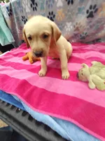 Kaitlyn , a female Labrador Retriever for sale in Summerfield, FL – 2 of 4