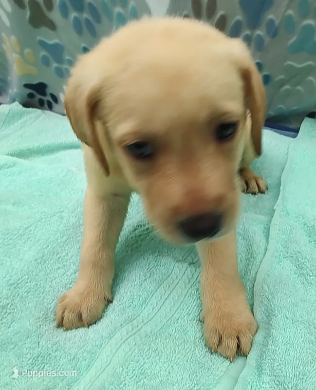Kyle – Labrador Retriever puppy for sale in Summerfield, FL