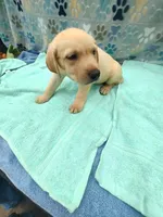 Kyle, a male Labrador Retriever for sale in Summerfield, FL – 4 of 5