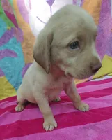 Jeannie, a female Labrador Retriever for sale in Summerfield, FL – 3 of 3