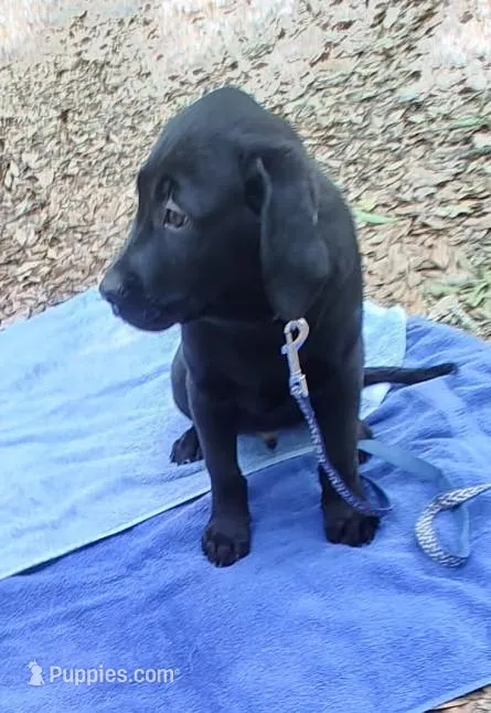 Bear – Labrador Retriever puppy for sale in Summerfield, FL
