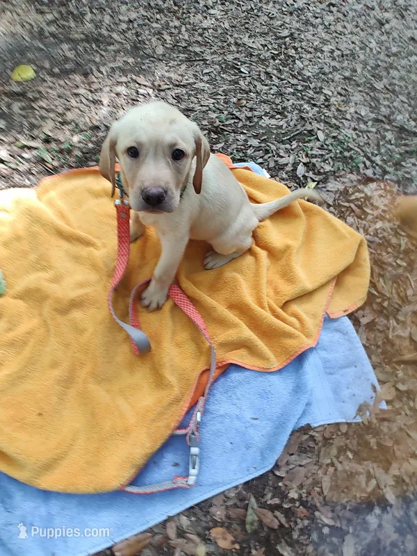 Kai – Labrador Retriever puppy for sale in Summerfield, FL