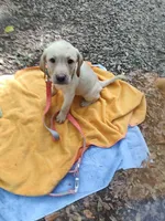 Kai, a male Labrador Retriever for sale in Summerfield, FL – 1 of 5