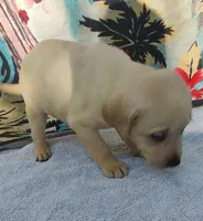 Jordan, a male Labrador Retriever for sale in Summerfield, FL – 2 of 3