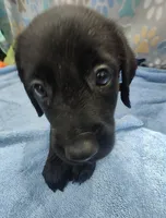Keenan, a male Labrador Retriever for sale in Summerfield, FL – 4 of 5