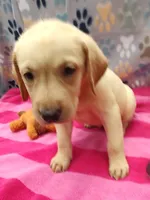 Kaitlyn , a female Labrador Retriever for sale in Summerfield, FL – 1 of 4