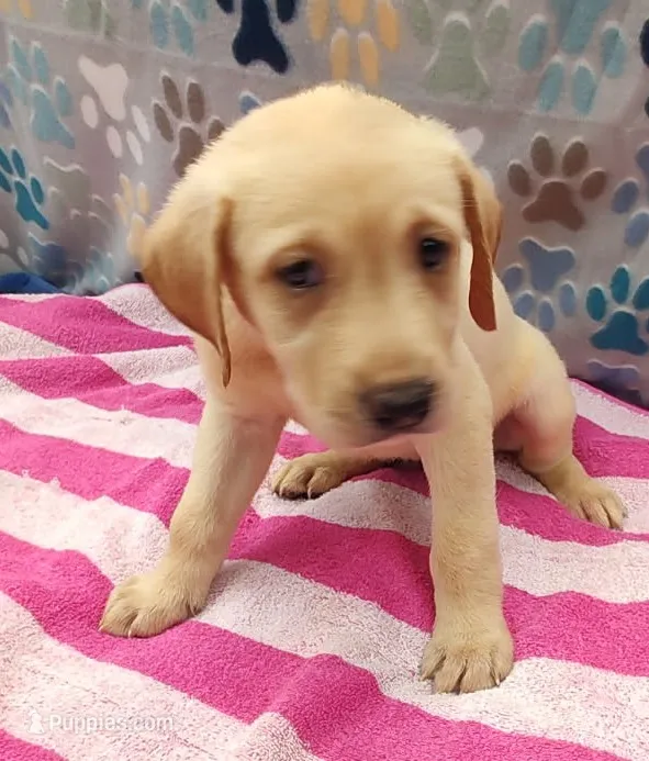 Kristy – Labrador Retriever puppy for sale in Summerfield, FL