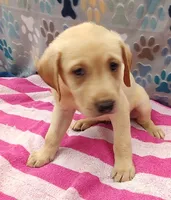 Kristy, a female Labrador Retriever for sale in Summerfield, FL – 1 of 3
