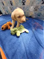 Keith, a male Labrador Retriever for sale in Summerfield, FL – 6 of 7
