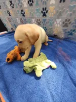 Keith, a male Labrador Retriever for sale in Summerfield, FL – 5 of 7
