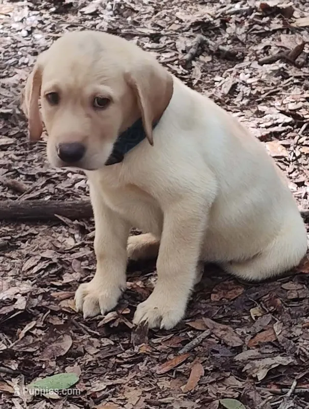 Jake – Labrador Retriever puppy for sale in Summerfield, FL
