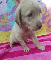 Jeannie, a female Labrador Retriever for sale in Summerfield, FL – 1 of 3