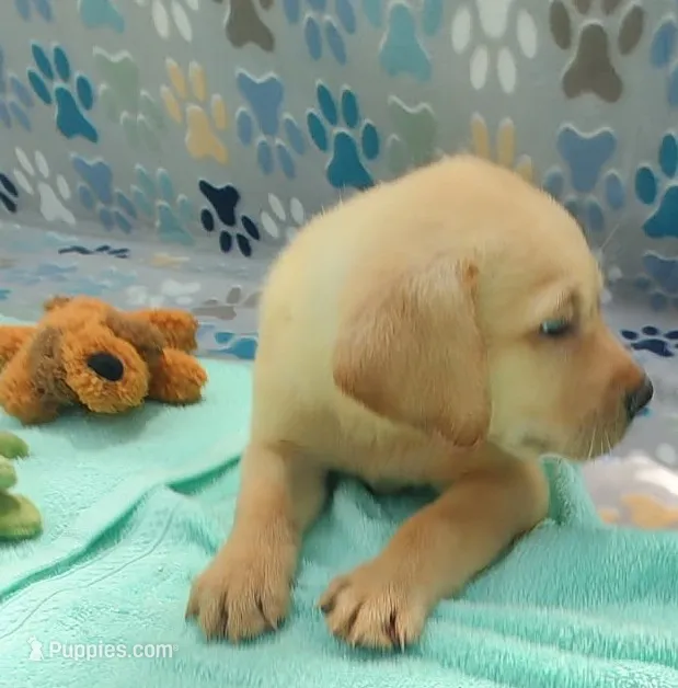 Kevin – Labrador Retriever puppy for sale in Summerfield, FL