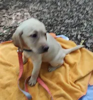 Kai, a male Labrador Retriever for sale in Summerfield, FL – 5 of 5