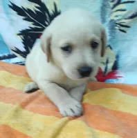 Jimmy , a male Labrador Retriever for sale in Summerfield, FL – 2 of 3