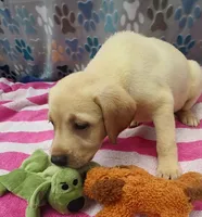 Kristy, a female Labrador Retriever for sale in Summerfield, FL – 2 of 3