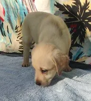 Jordan, a male Labrador Retriever for sale in Summerfield, FL – 3 of 3