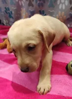 Kaitlyn , a female Labrador Retriever for sale in Summerfield, FL – 4 of 4