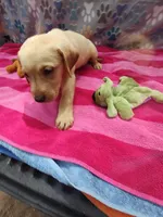 Kaitlyn , a female Labrador Retriever for sale in Summerfield, FL – 3 of 4
