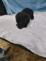 Jillian, a female Labrador Retriever for sale in Summerfield, FL – 4 of 4