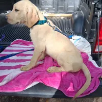 JETTY, a male Labrador Retriever for sale in Summerfield, FL – 2 of 10