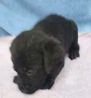 Jillian, a female Labrador Retriever for sale in Summerfield, FL – 1 of 4