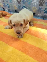 Kenneth, a male Labrador Retriever for sale in Summerfield, FL – 3 of 6
