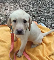 Kai, a male Labrador Retriever for sale in Summerfield, FL – 4 of 5