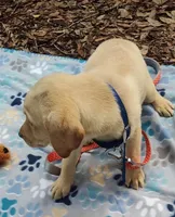 RIVER, a male Labrador Retriever for sale in Summerfield, FL – 6 of 10
