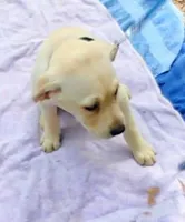 Sugar, a female Labrador Retriever for sale in Summerfield, FL – Photo 5 of 5