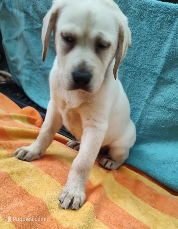 Sugar – Labrador Retriever puppy for sale in Summerfield, FL