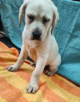 Sugar, a female Labrador Retriever for sale in Summerfield, FL – Photo 1 of 2