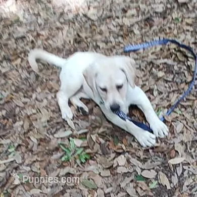 Sugar – Labrador Retriever puppy for sale in Summerfield, FL