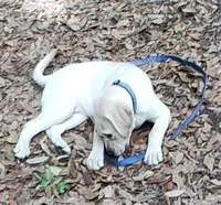 Sugar, a female Labrador Retriever for sale in Summerfield, FL – Photo 2 of 5