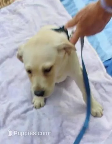 Sugar – Labrador Retriever puppy for sale in Summerfield, FL