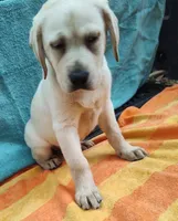 Sugar, a female Labrador Retriever for sale in Summerfield, FL – Photo 2 of 2