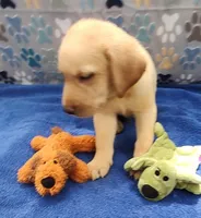 Keith, a male Labrador Retriever for sale in Summerfield, FL – 7 of 7