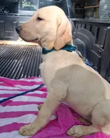 JETTY, a male Labrador Retriever for sale in Summerfield, FL – 1 of 10