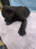 Jillian, a female Labrador Retriever for sale in Summerfield, FL – 2 of 4