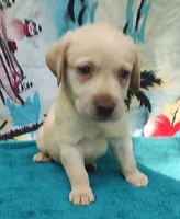 Jake, a male Labrador Retriever for sale in Summerfield, FL – 2 of 3