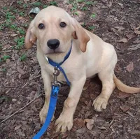 EDDY, a male Labrador Retriever for sale in Summerfield, FL – 1 of 6
