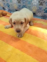 Kenneth, a male Labrador Retriever for sale in Summerfield, FL – 6 of 6