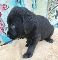 Bear, a male Labrador Retriever for sale in Summerfield, FL – 1 of 2
