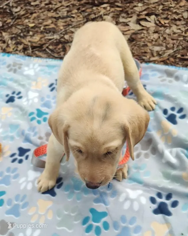 Kyle – Labrador Retriever puppy for sale in Summerfield, FL
