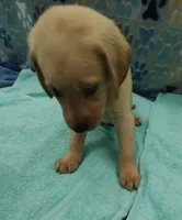 Kyle, a male Labrador Retriever for sale in Summerfield, FL – 3 of 5