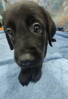 Keenan, a male Labrador Retriever for sale in Summerfield, FL – 5 of 5