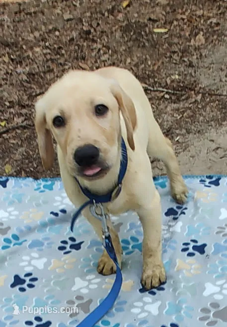 Kyle – Labrador Retriever puppy for sale in Summerfield, FL