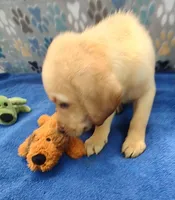 Keith, a male Labrador Retriever for sale in Summerfield, FL – 2 of 7